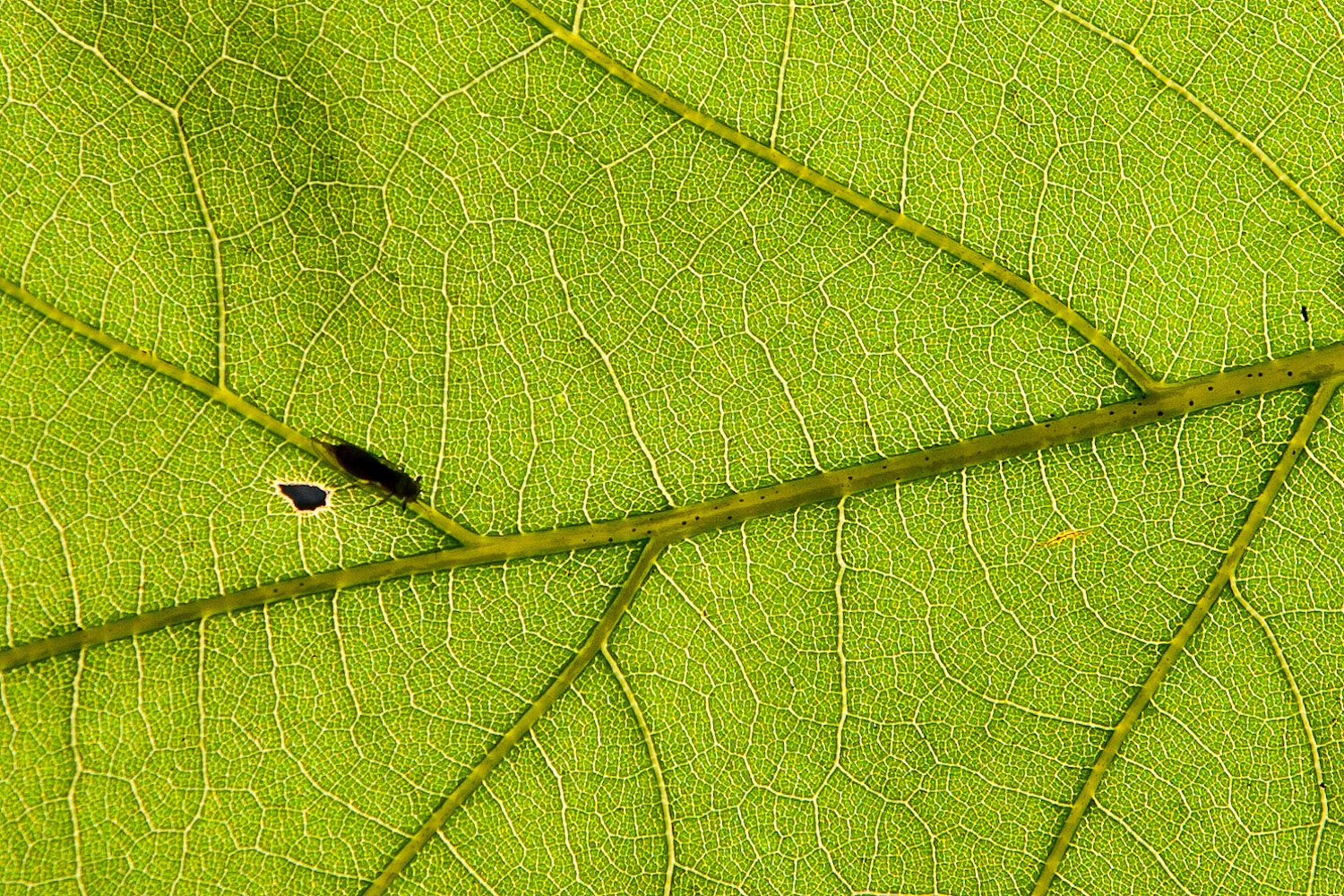 Blatt im Gegenlicht mit Käfer