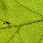 Blatt im Gegenlicht mit Käfer