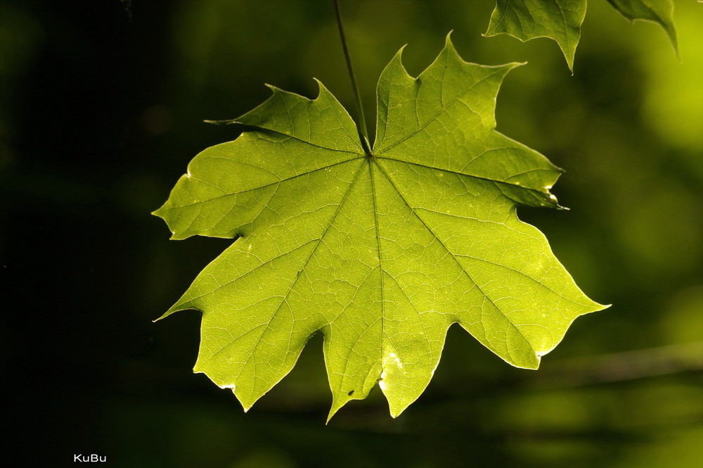 Blatt im Gegenllicht