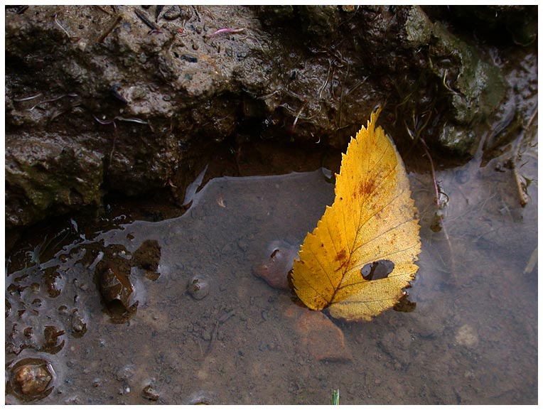 Blatt im Glitsch