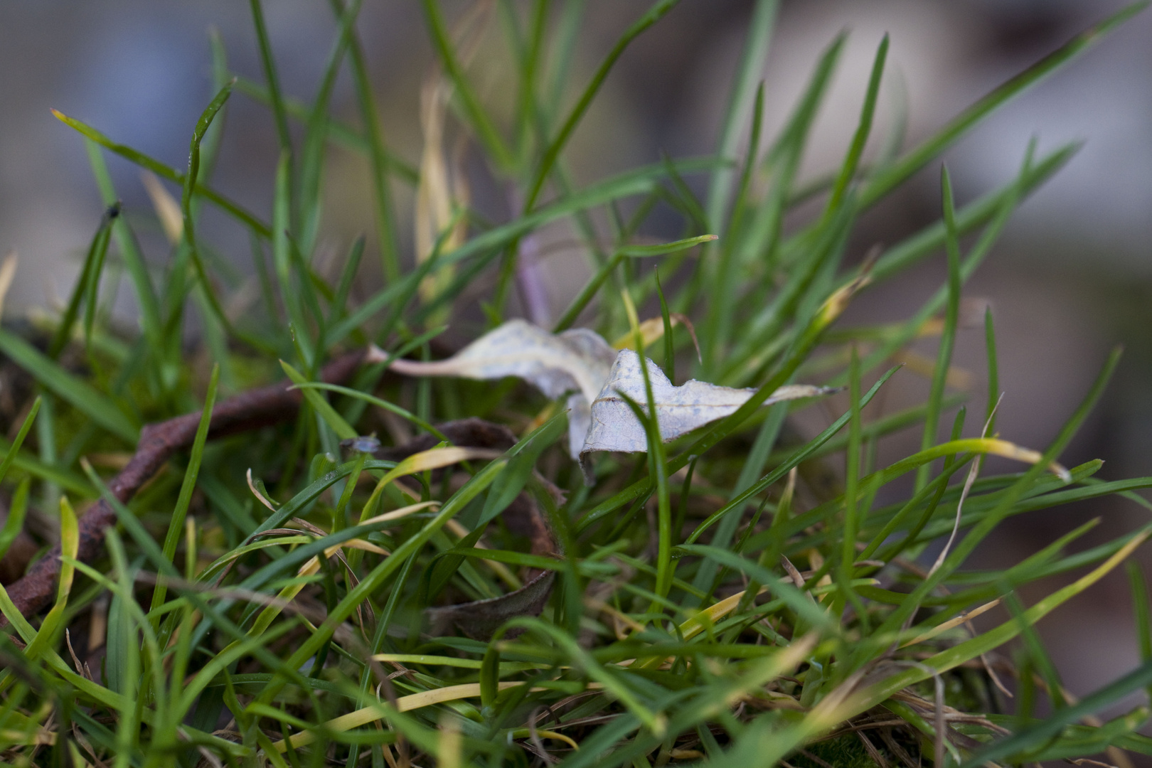 Blatt im Gras