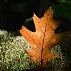 Blatt im Grünen3-1