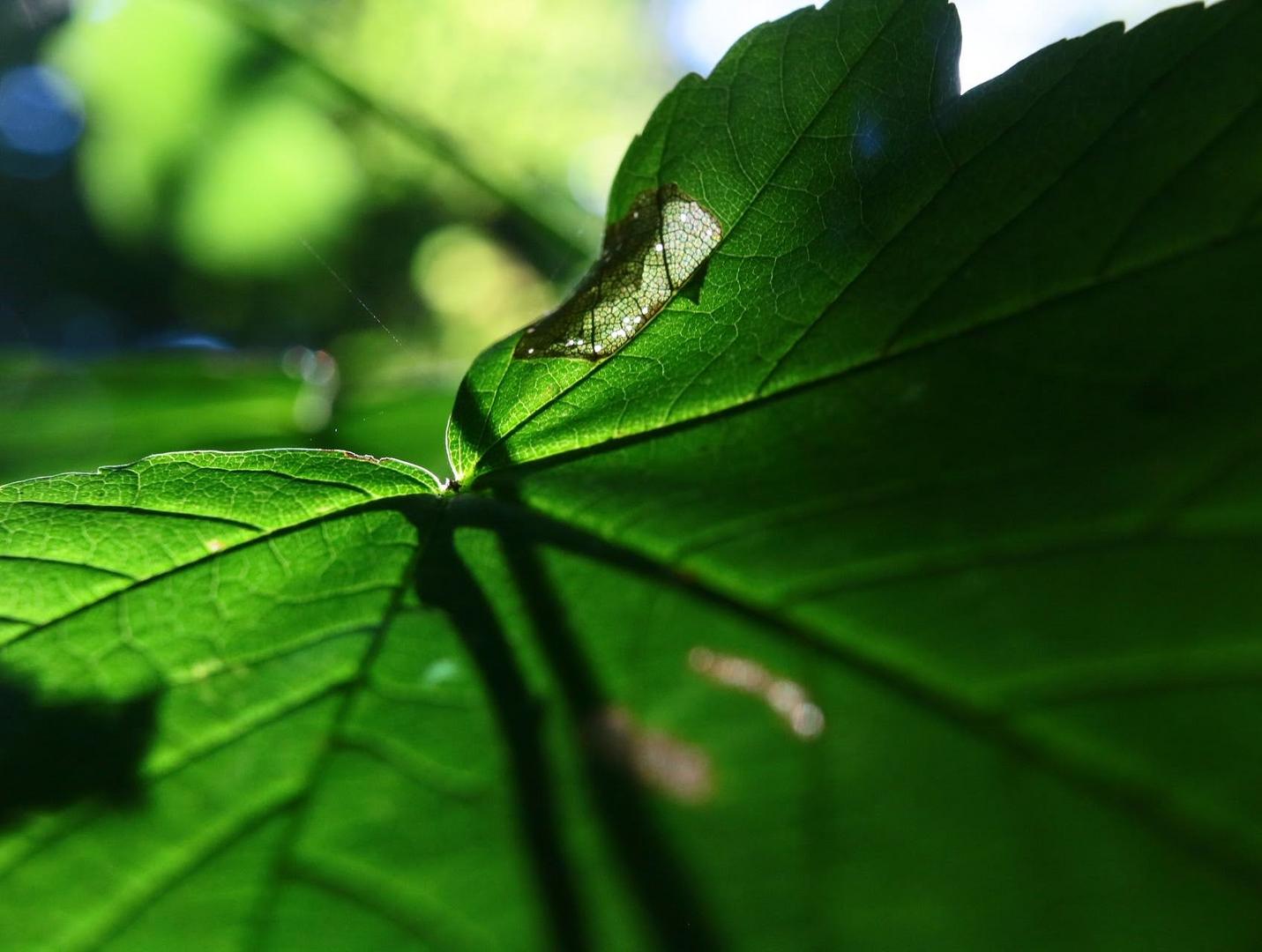 Blatt im Halbschatten, Bürgerpark Bremen