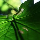 Blatt im Halbschatten, Bürgerpark Bremen