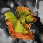 Blatt im Herbst