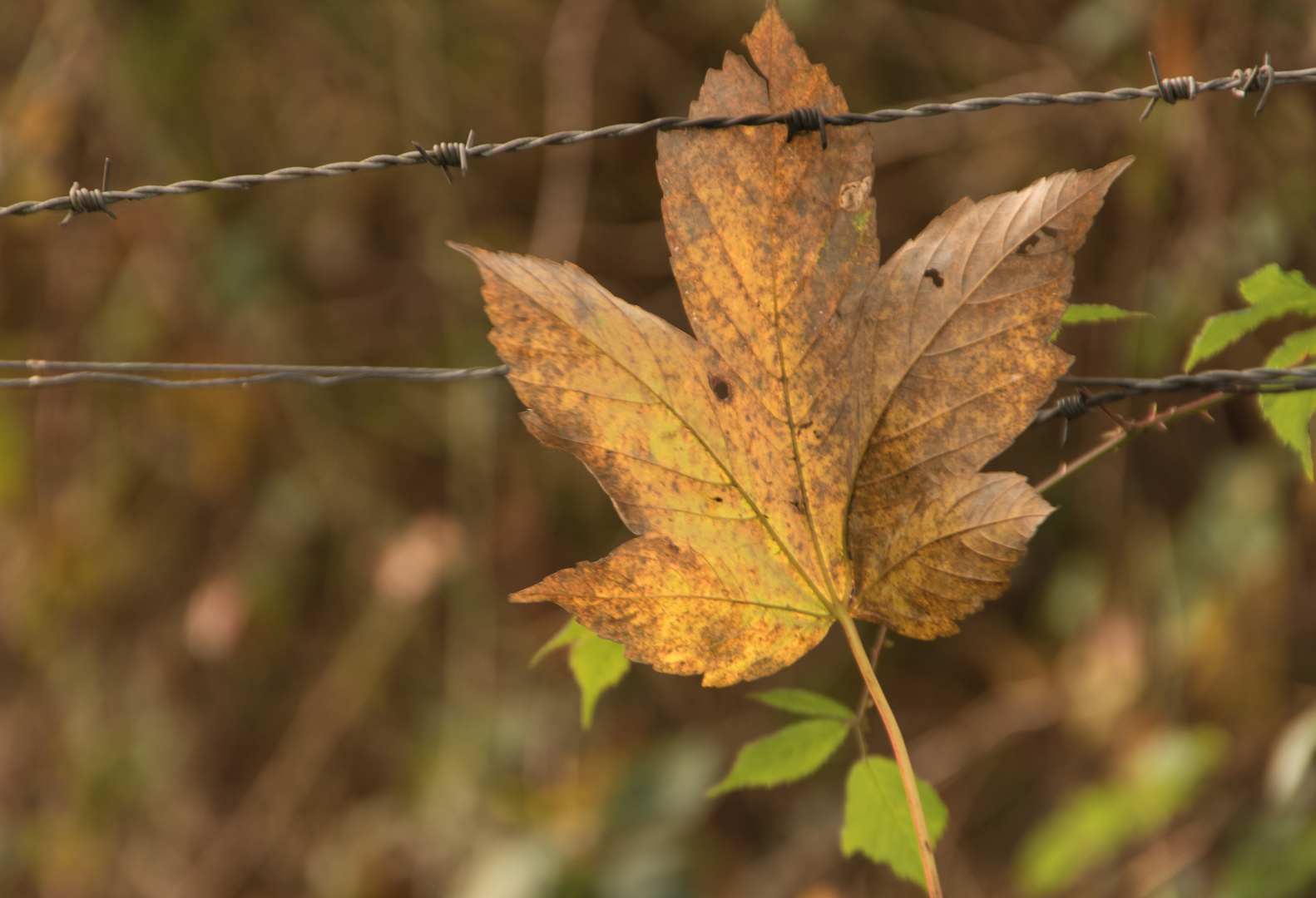 Blatt im Herbst 2