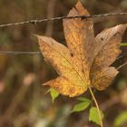 Blatt im Herbst 2