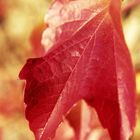 Blatt im Herbst