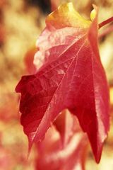 Blatt im Herbst