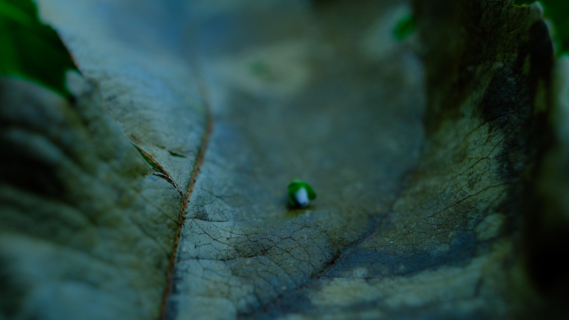 Blatt im Herbst