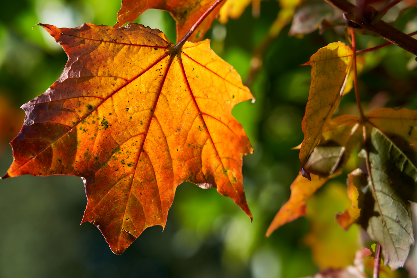 Blatt im Herbst