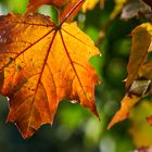 Blatt im Herbst