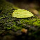 Blatt im Herbst