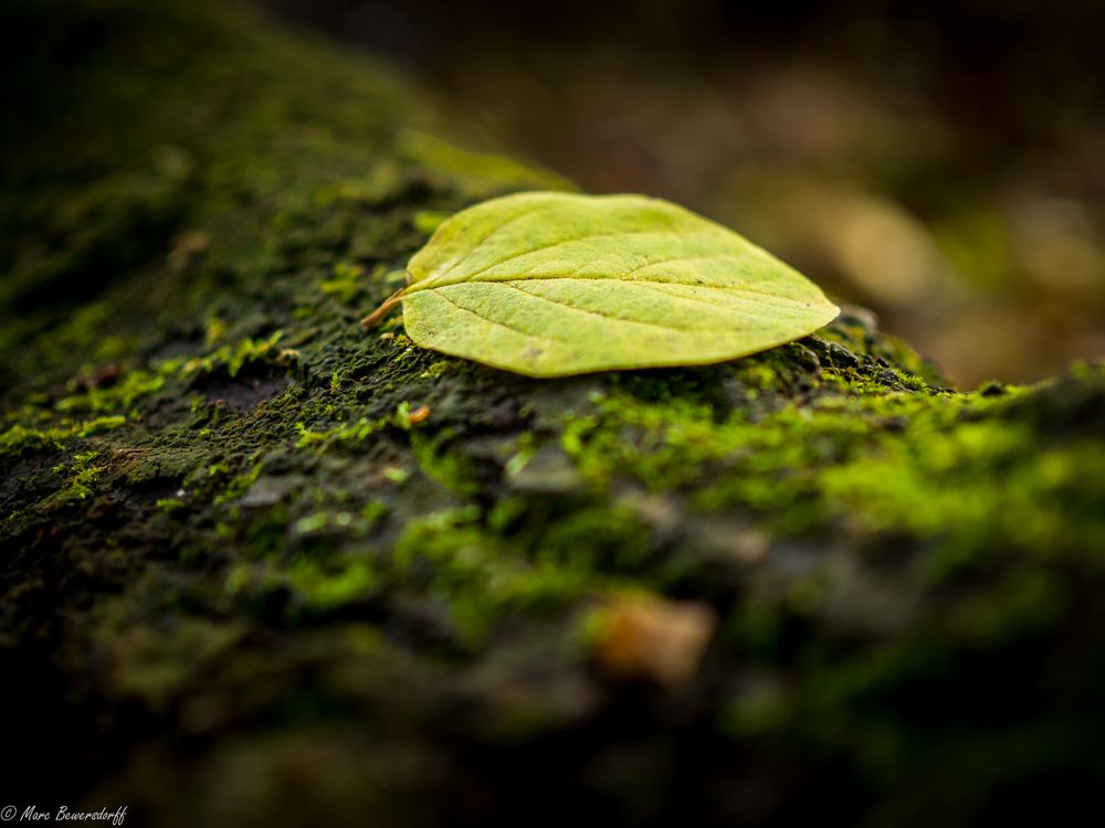 Blatt im Herbst