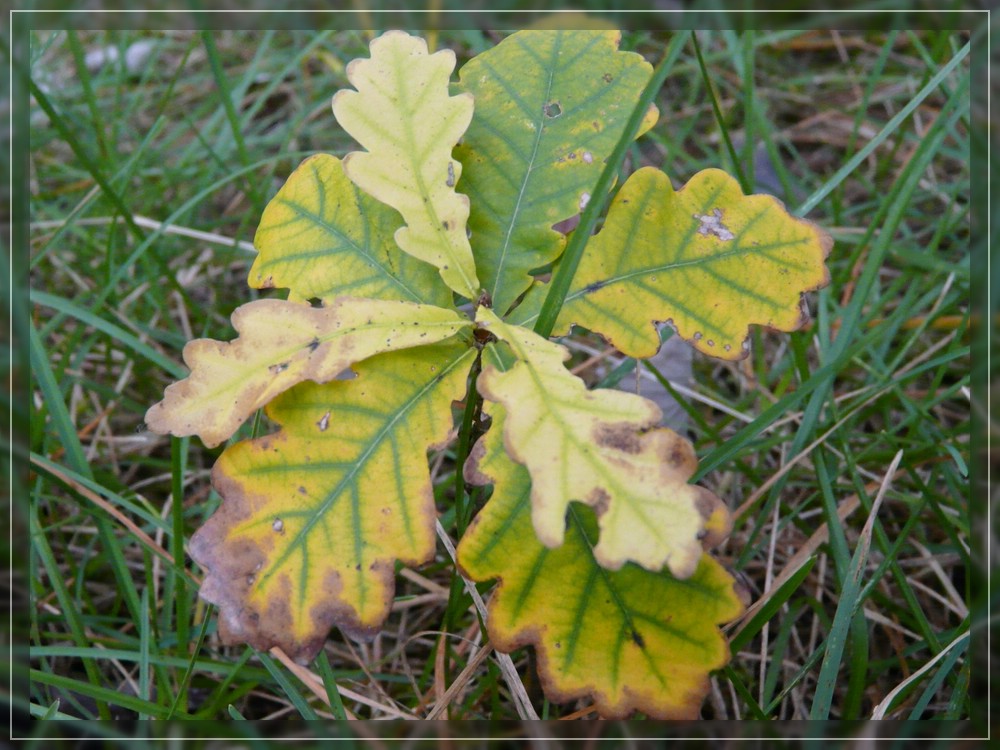 Blatt im Herbst