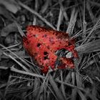 Blatt im Herbst