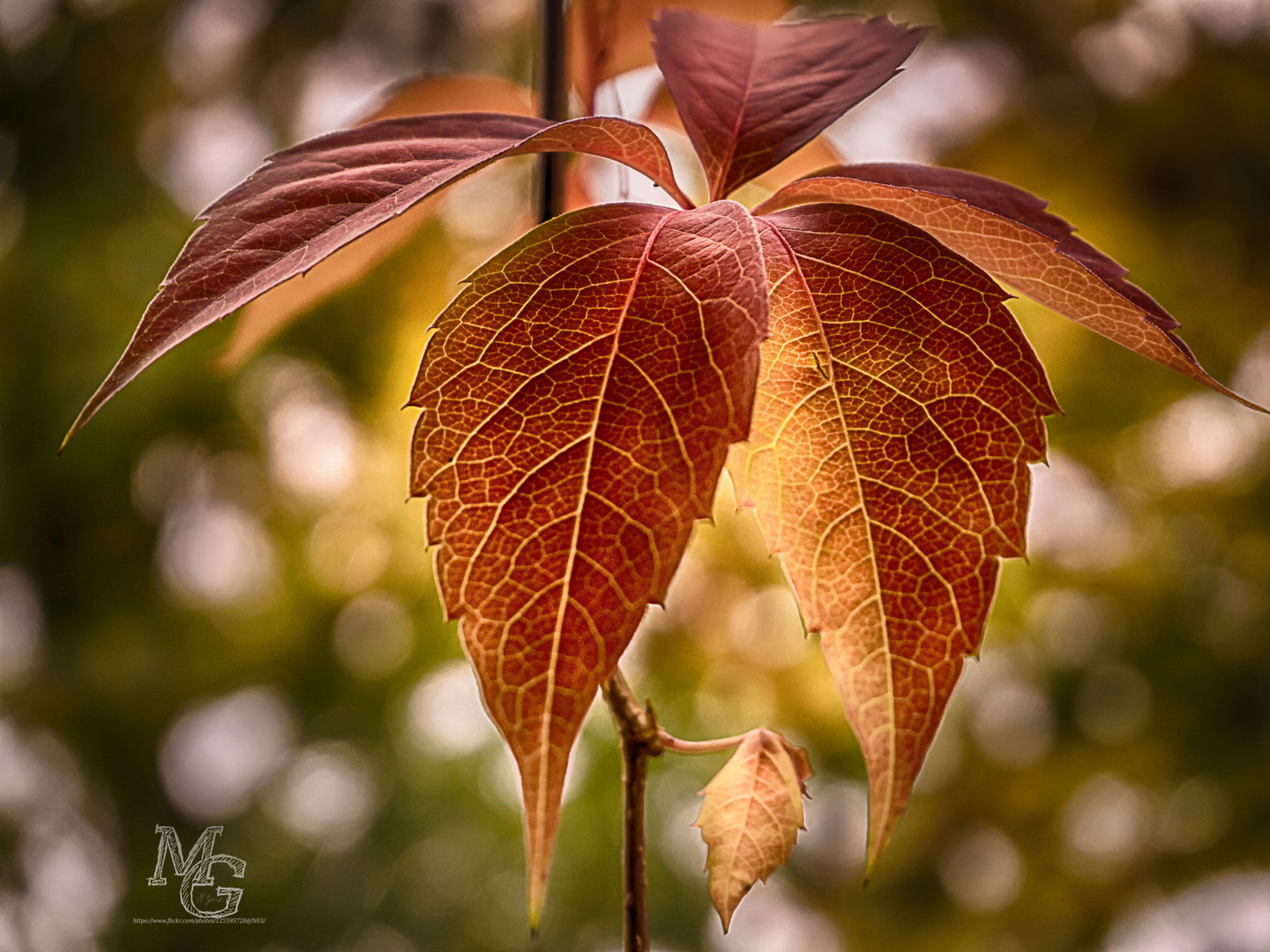 Blatt im Herbst