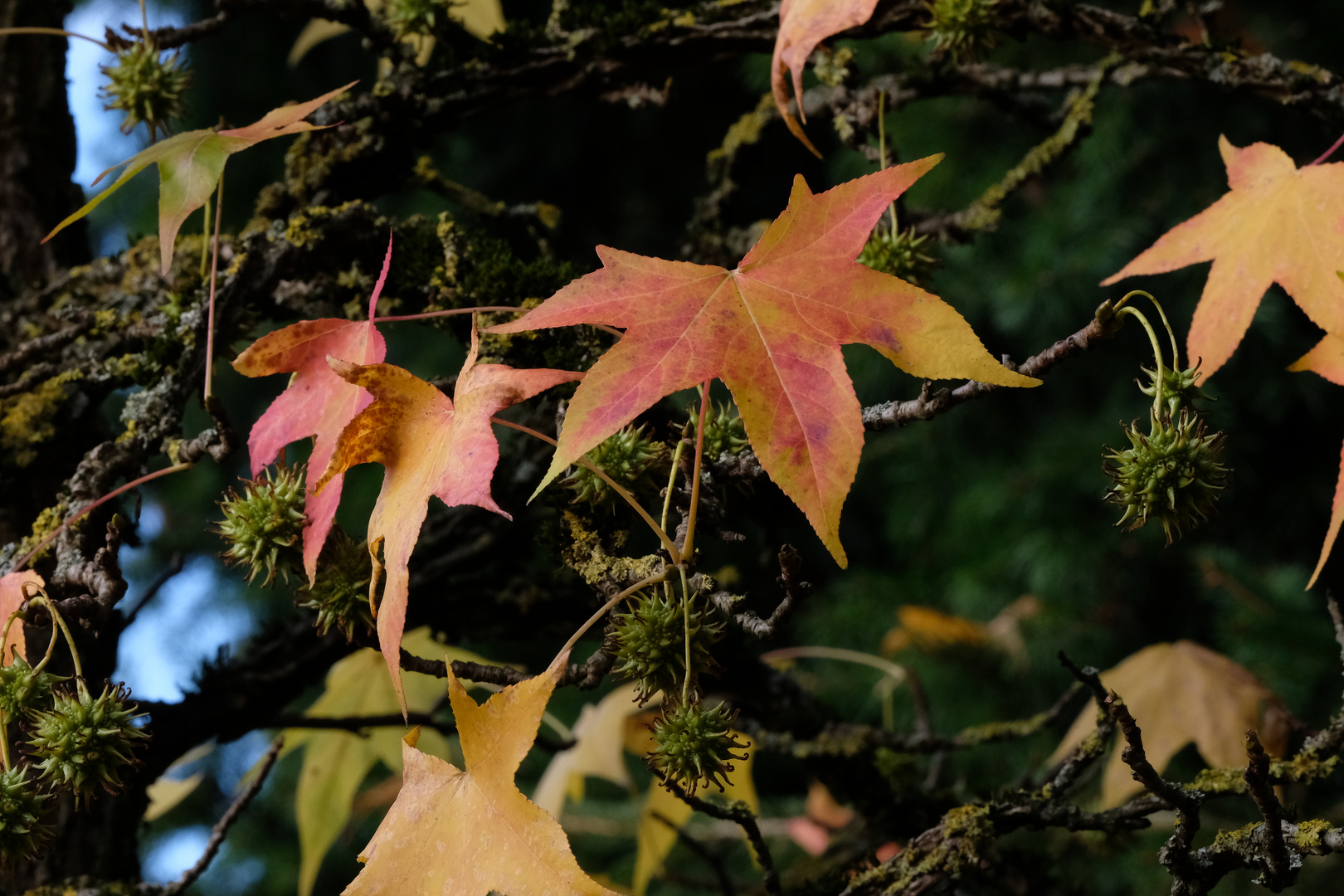 Blatt im Herbst  /  Amberbaum im "Marcus Garten"