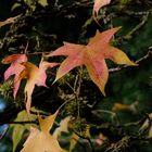 Blatt im Herbst  /  Amberbaum im "Marcus Garten"