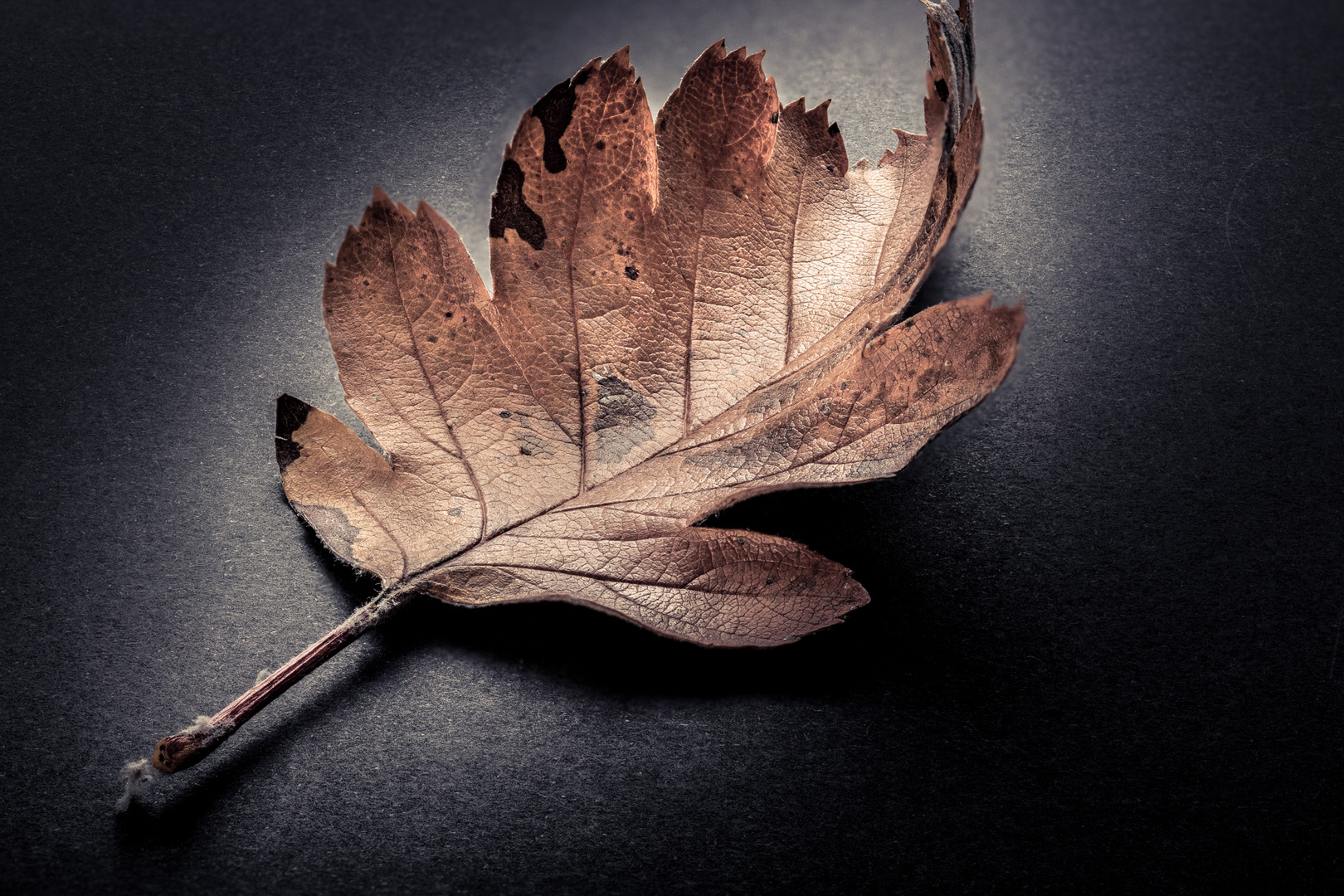 Blatt im Herbst