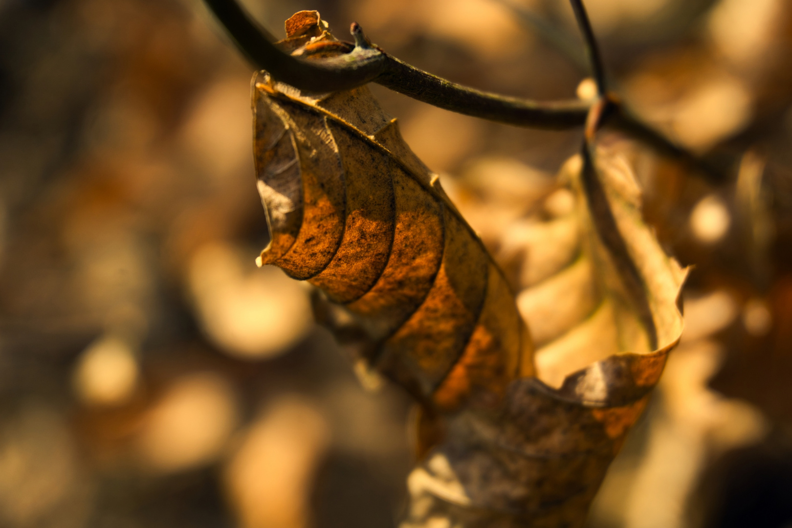 Blatt im Herbst