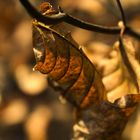 Blatt im Herbst