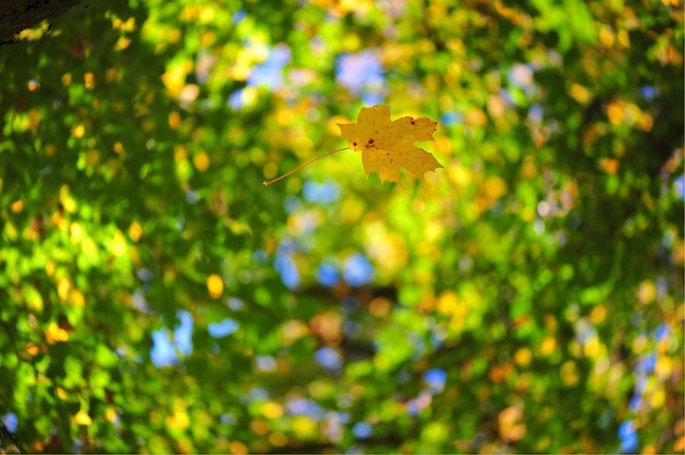 Blatt im Herbst