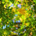 Blatt im Herbst