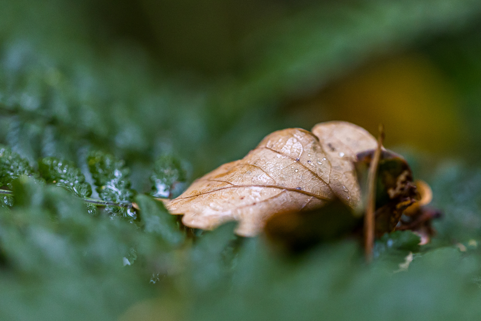 Blatt im Herbst