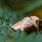 Blatt im Herbst