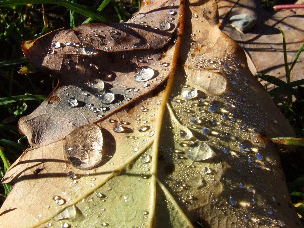 Blatt im Herbst II