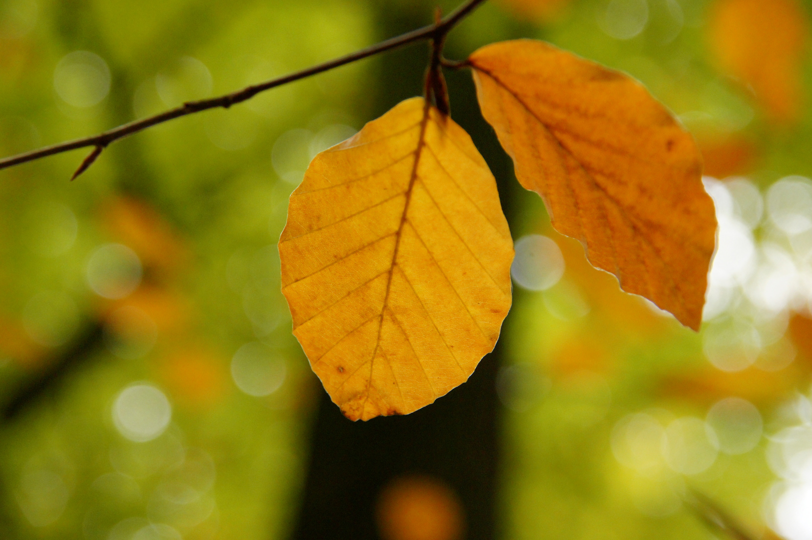 Blatt im Herbstlicht