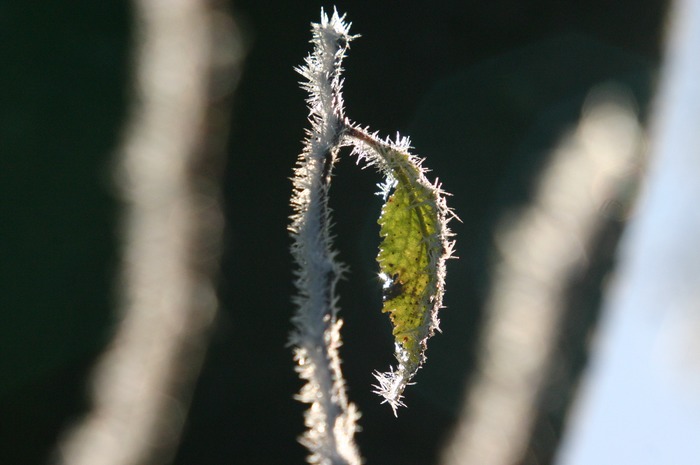 Blatt im Licht