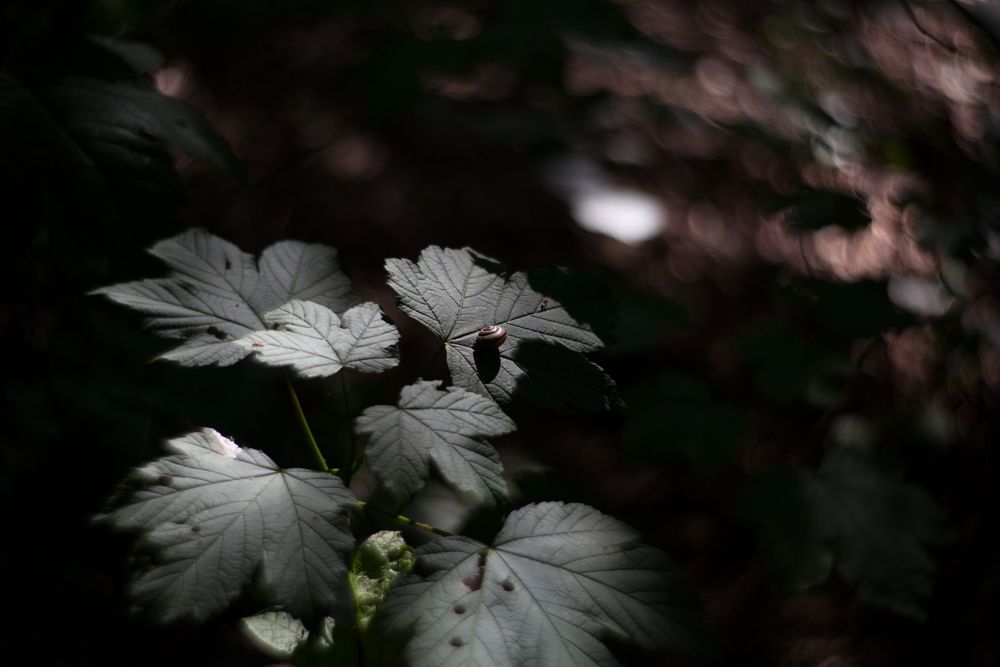 Blatt im Licht