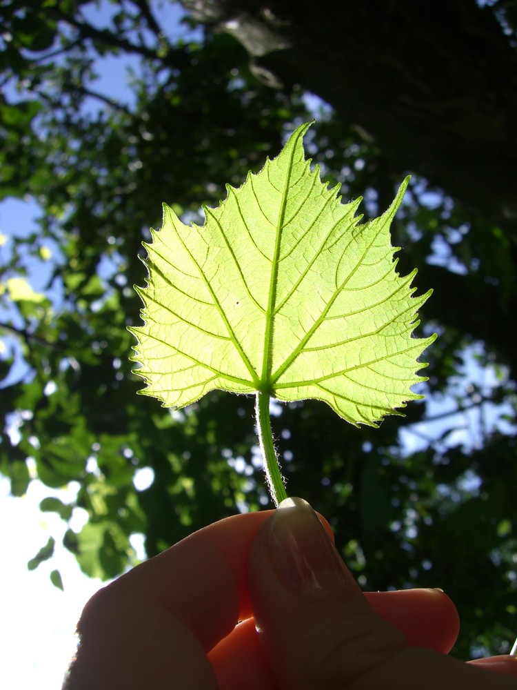 blatt im licht...