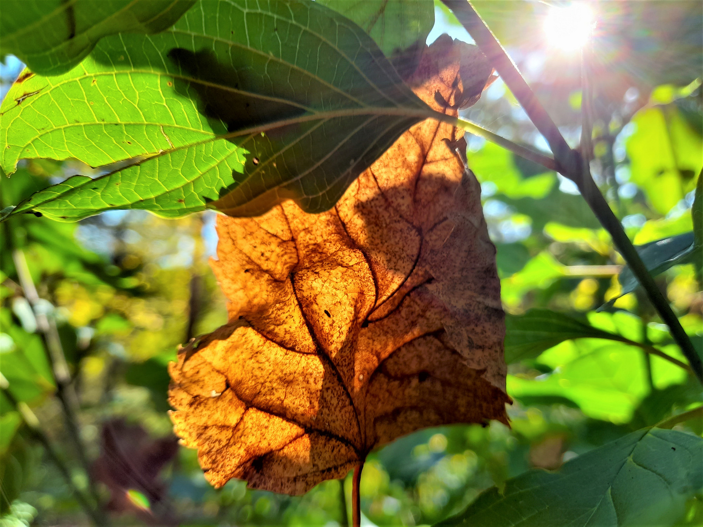 Blatt im Licht