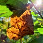 Blatt im Licht