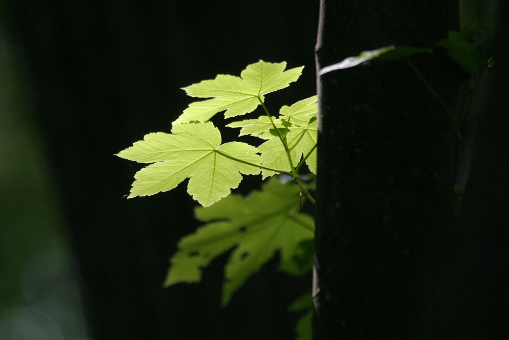 Blatt im Licht