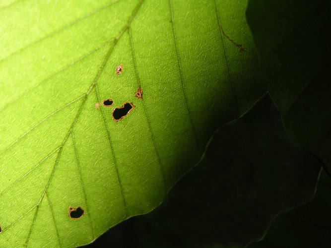 Blatt im Licht