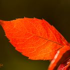 Blatt im Licht der Sonne