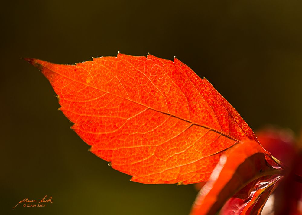 Blatt im Licht der Sonne