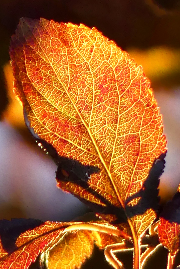 Blatt im Licht des Sonnenuntergangs