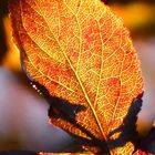 Blatt im Licht des Sonnenuntergangs