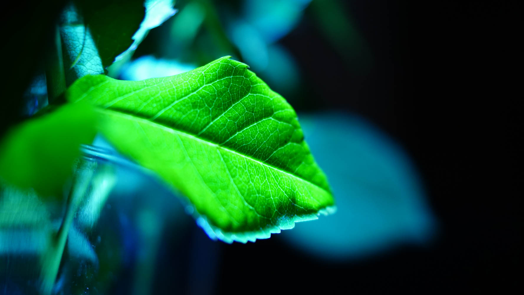 Blatt im Licht