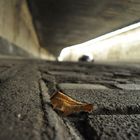 Blatt im Matenatunnel