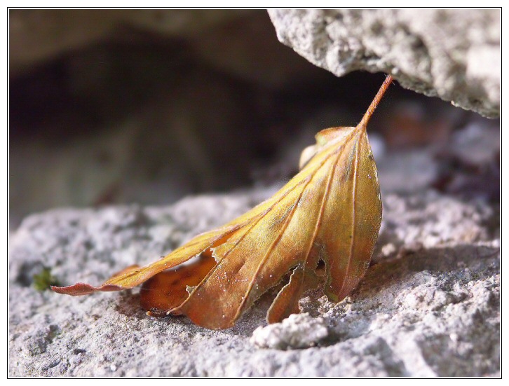 Blatt im Mauerspalt