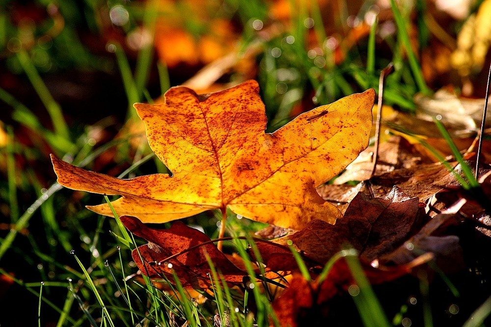 Blatt im Morgenlicht