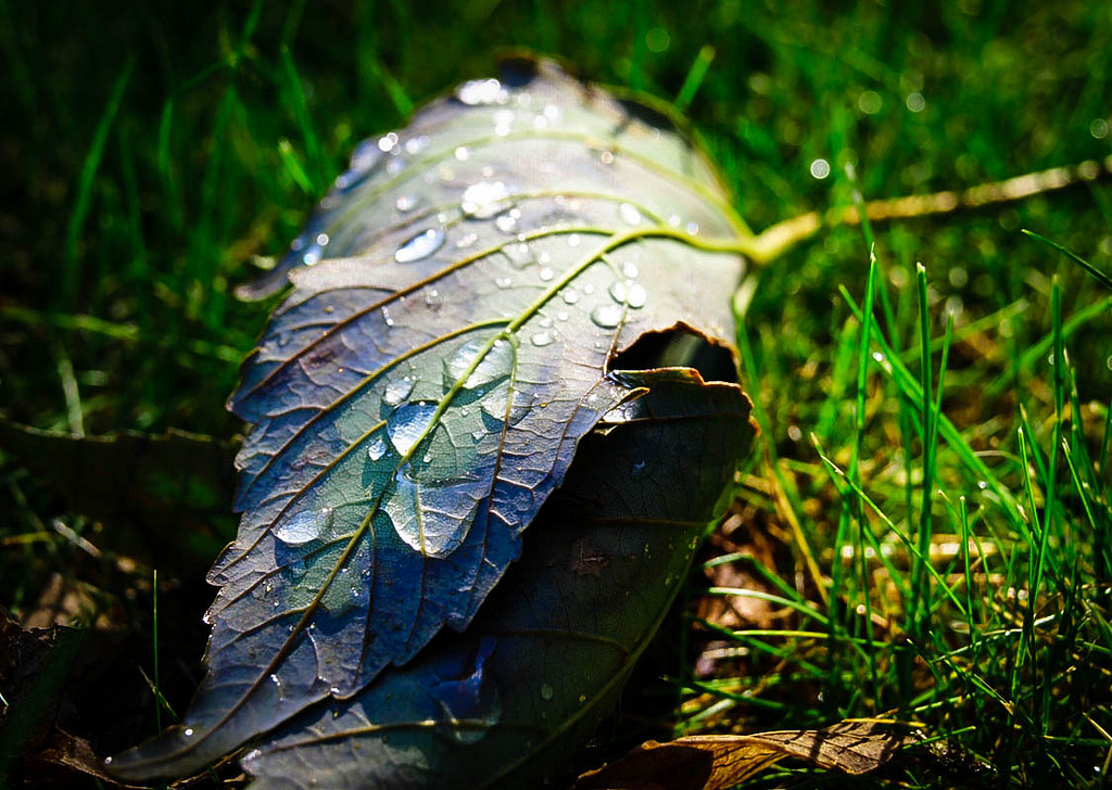 Blatt im Morgentau