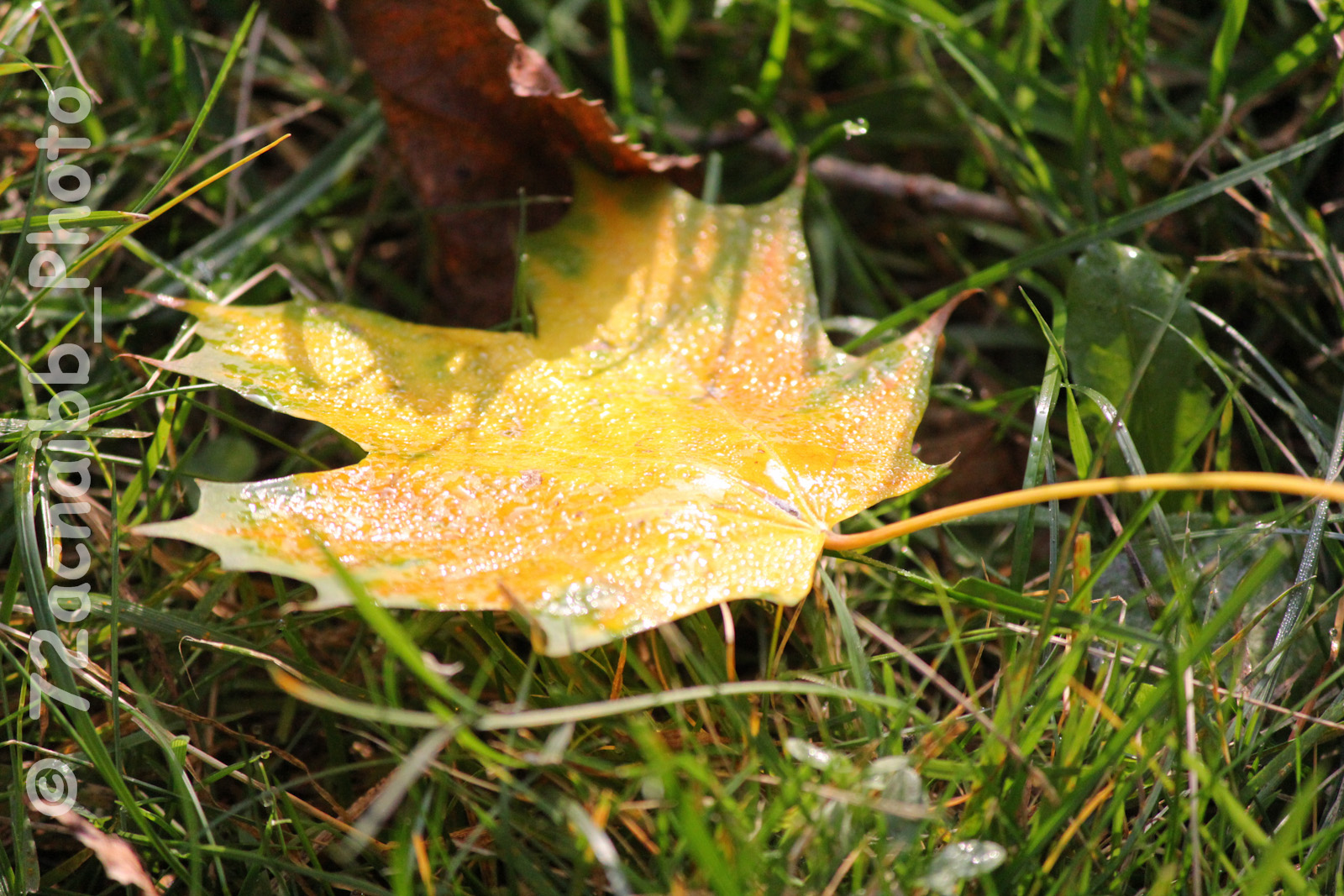 Blatt im Morgentau