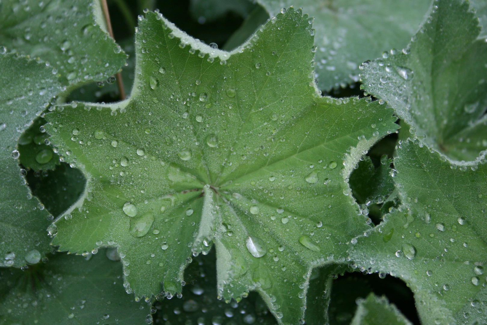 Blatt im Morgentau